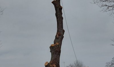 Abattage d'un chêne mort à Cusset