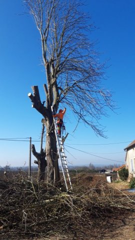 Abattage d'un arbre mort de sécheresse par un élagueur vers Lapalisse